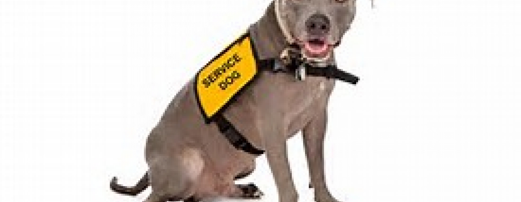 Service Dog Regulations